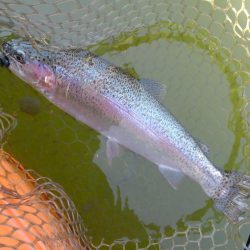 大安トラウトレイク 釣果